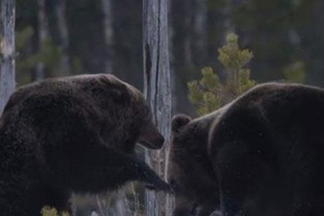 Hai con gau nau kich chien de gianh moi