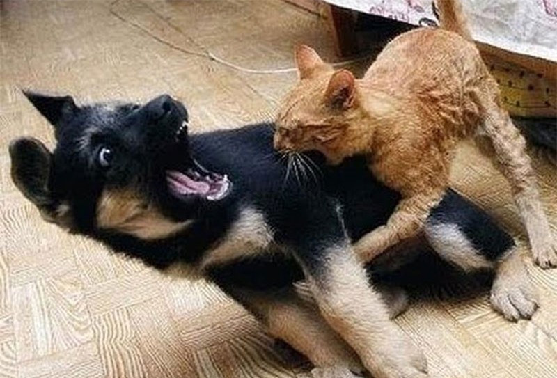 Video: Chó bị mèo đánh đuổi chạy khắp phố Video: Cho bi meo danh duoi chay khap pho