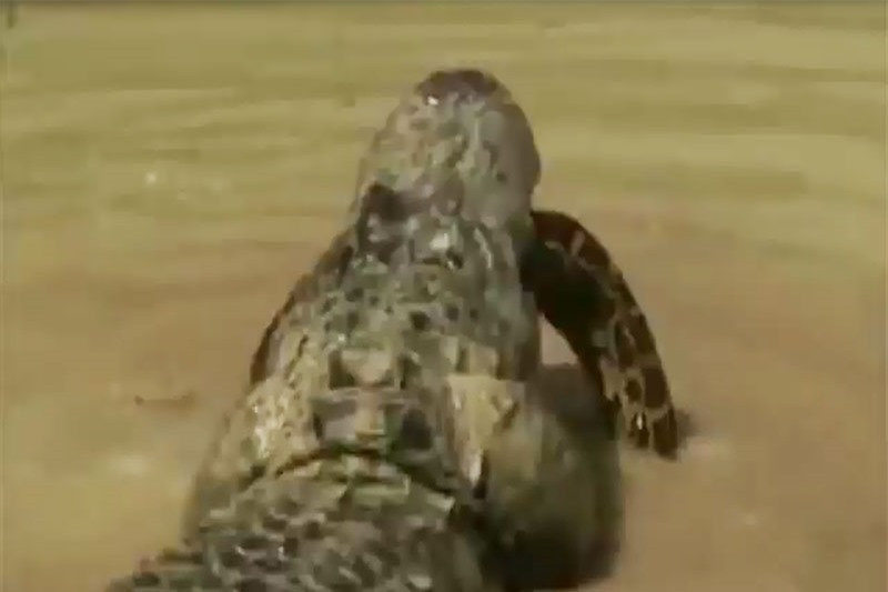 Video: Tran bo mang vi xem thuong ca sau