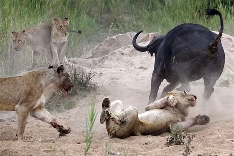 Dính đòn đau, con sư tử ngã sấp trên mặt đất. Trong khi đó, đồng loại của nó lại tỏ ra cực kỳ sợ con trâu rừng nên không dám lao lên tấn công. Điều đó giúp chú trâu thoải mái trốn chạy.