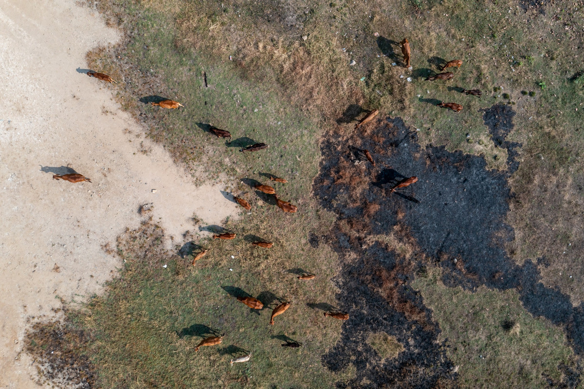 Bãi cỏ rộng hàng chục nghìn m2 nơi dự kiến xây tòa nhà chung cư vẫn chưa có dấu hiệu thi công.