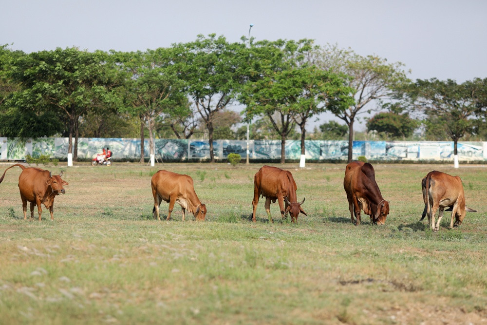 Nhiều khu vực từ bãi cỏ, công viên, con đường của dự án rộng gần 160 ha trở thành nơi chăn thả những đàn trâu, bò hàng chục con của những hộ dân xung quanh.