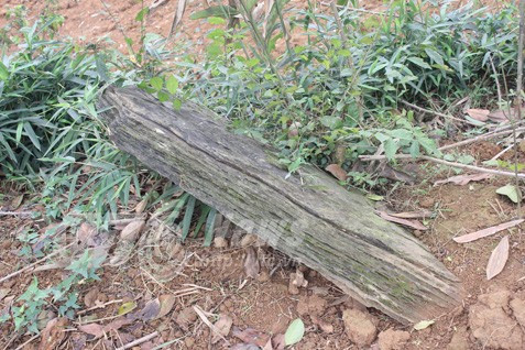 Người dân cho rằng, người xưa kè đá quanh mộ để ngăn hổ bới xác ăn thịt.