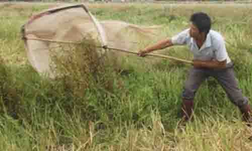 Săn châu chấu trên các cánh đồng.