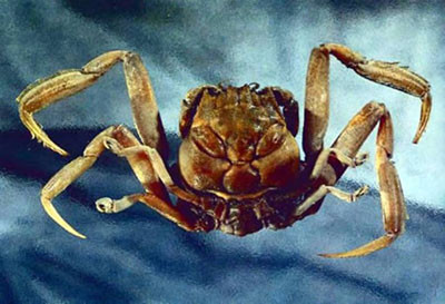 Cua Heike Nhật Bản.