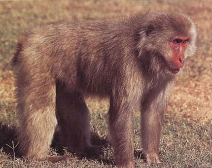 Khỉ đuôi ngắn Nhật Bản.