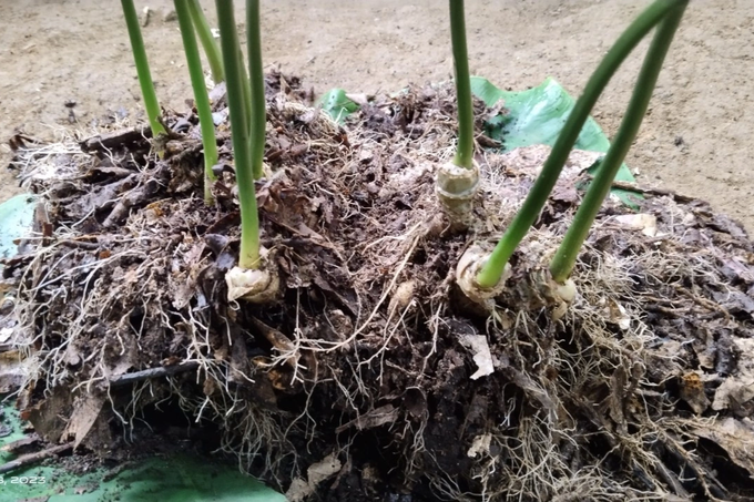 Phat hien hon 2kg nghi la sam Ngoc Linh gia dang duoc dua vao phien cho sam-Hinh-3