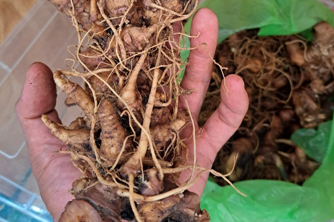 Phat hien hon 2kg nghi la sam Ngoc Linh gia dang duoc dua vao phien cho sam-Hinh-2