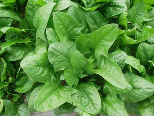 Rau bina (cải bó xôi): Loại rau này cung cấp một nguồn giàu vitamin C, beta-carotene, lutein và zeaxanthin. Ngoài ra, cải bó xôi còn có nồng độ cao các chất chống oxy hóa, giúp chống lại sự thoái hóa điểm vàng. Zeaxanthin và lutein làm tăng mật độ sắc tố ở các khu vực điểm vàng, có tác dụng như kem chống nắng tự nhiên cho đôi mắt.