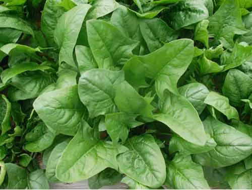 Rau bina (cải bó xôi): Loại rau này cung cấp một nguồn giàu vitamin C, beta-carotene, lutein và zeaxanthin. Ngoài ra, cải bó xôi còn có nồng độ cao các chất chống oxy hóa, giúp chống lại sự thoái hóa điểm vàng. Zeaxanthin và lutein làm tăng mật độ sắc tố ở các khu vực điểm vàng, có tác dụng như kem chống nắng tự nhiên cho đôi mắt.