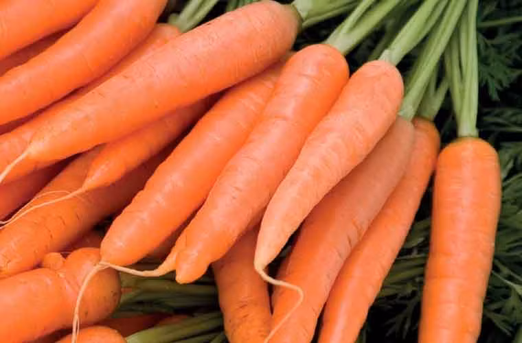 Cà rốt có chứa beta-carotene được gọi là carotenoid. Cơ thể của bạn chuyển đổi beta-carotene thành vitamin A - là một chất chống oxy hóa. Chất chống oxy hóa như vitamin A rất cần thiết đối với sức khỏe mắt.