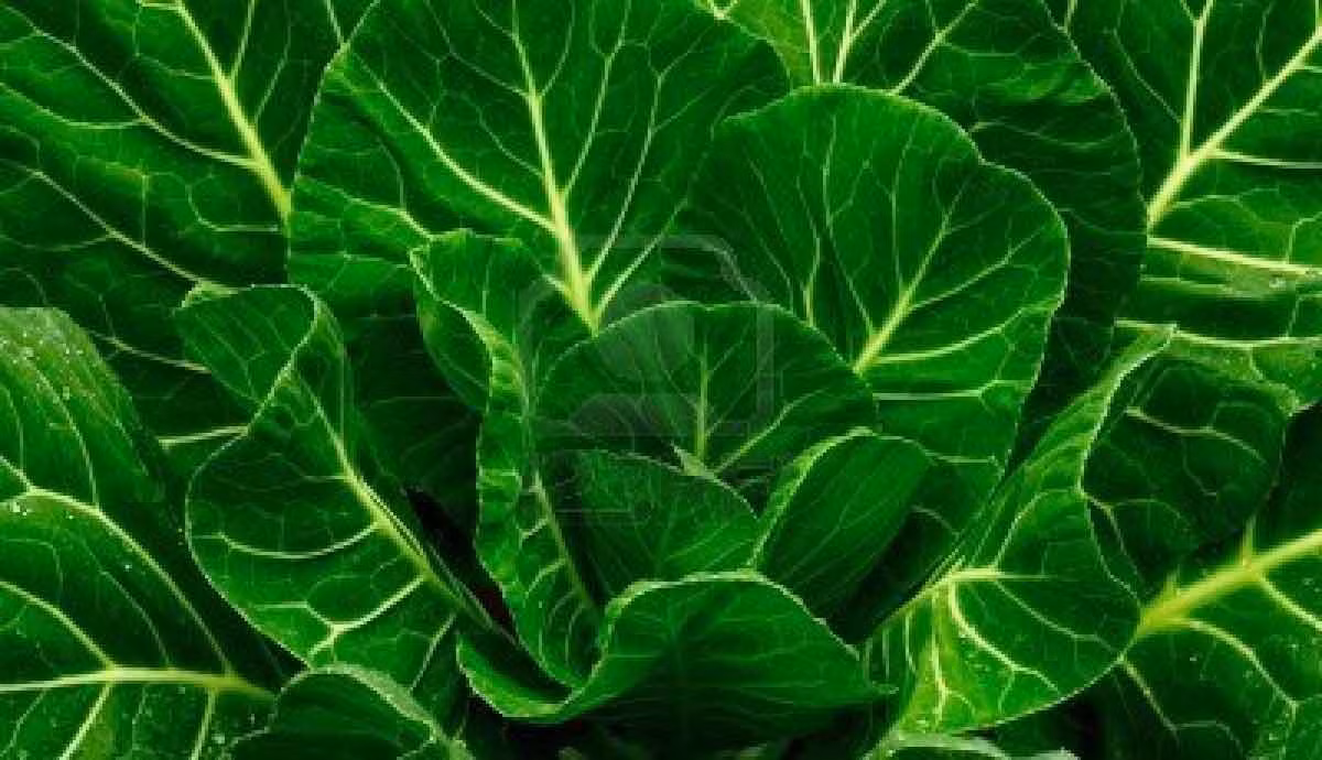 Rau cải xanh. Giống như rau bina, rau cải xanh có chứa rất nhiều canxi. Rau cải được nấu chín có chứa hơn 25% lượng canxi hàng ngày.