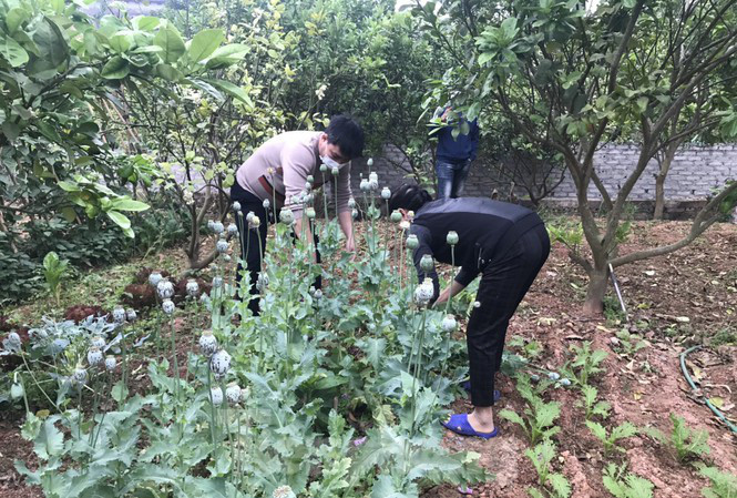 Phat hien mot ho dan o noi do Ha Noi trong cay anh tuc trong vuon nha