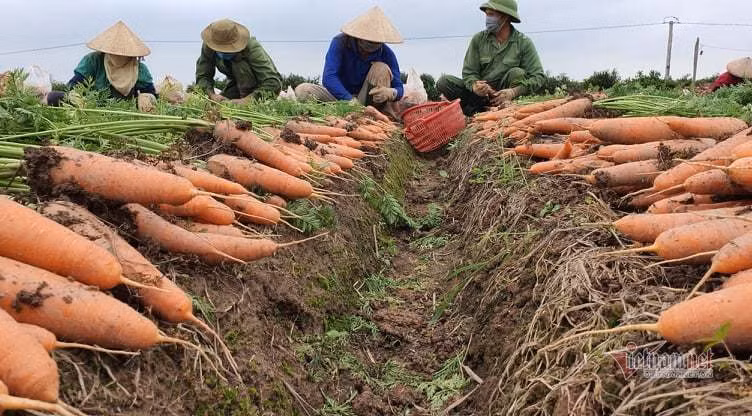 "Ăn" đất vàng công sản, nhiều quan chức vướng vòng lao lý ảnh 3
