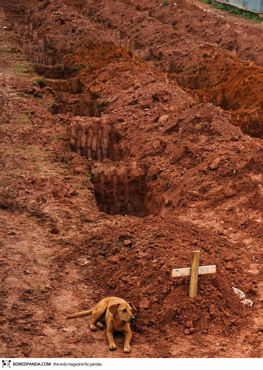 Chú chó có tên là "Leao" nằm phục bên nấm mộ của chủ ngày thứ 2 liên tiếp. Người chủ của Leao đã chết trong thảm họa lở đất gần Rio de Janiero năm 2011.