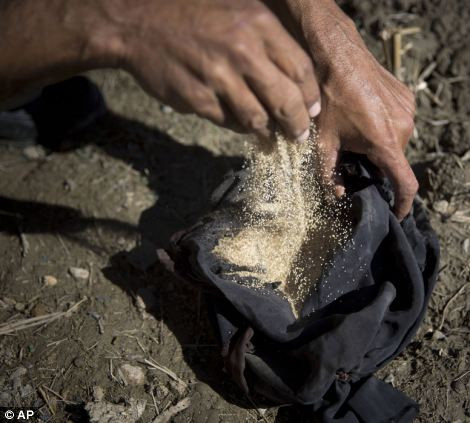 Một túi đựng đầy hạt giống cây anh túc chuẩn bị được gieo trồng.