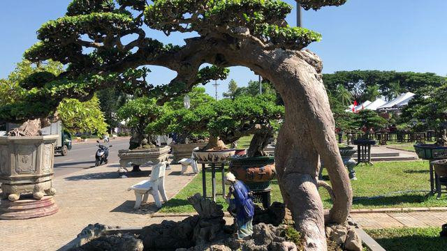Ngắm cụ duối trăm tuổi, đại gia có tiền cũng không thể sở hữu Ngam cu duoi tram tuoi, dai gia co tien cung khong the so huu