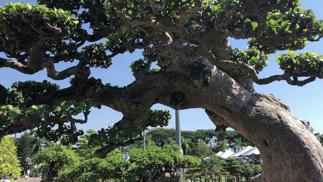 Ngắm cụ duối trăm tuổi, đại gia có tiền cũng không thể sở hữu - Hình 3 Ngam cu duoi tram tuoi, dai gia co tien cung khong the so huu-Hinh-3
