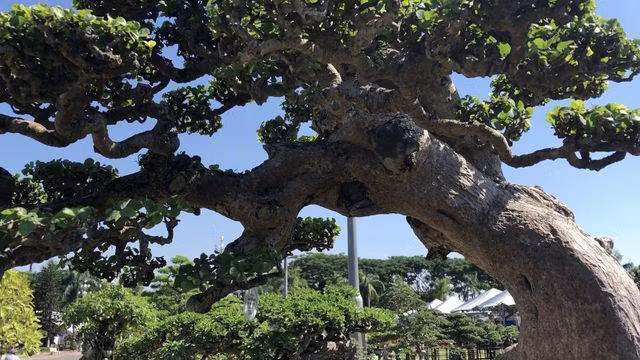 Ngam cu duoi tram tuoi, dai gia co tien cung khong the so huu-Hinh-3