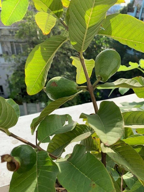 Không gian bên ngoài được trồng nhiều cây xanh, thoải mái để tổ chức tiệc ngoài trời.