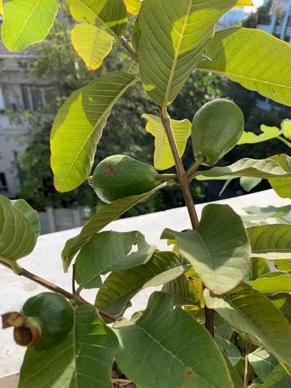 Không gian bên ngoài được trồng nhiều cây xanh, thoải mái để tổ chức tiệc ngoài trời.