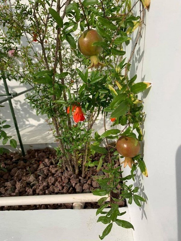 Nam nhạc sĩ trồng nhiều loại cây ăn quả bên ngoài. 