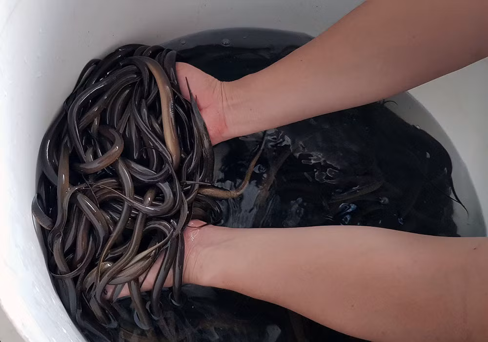 Giat minh canh hang nghin con luon cuon trong can nhua-Hinh-8