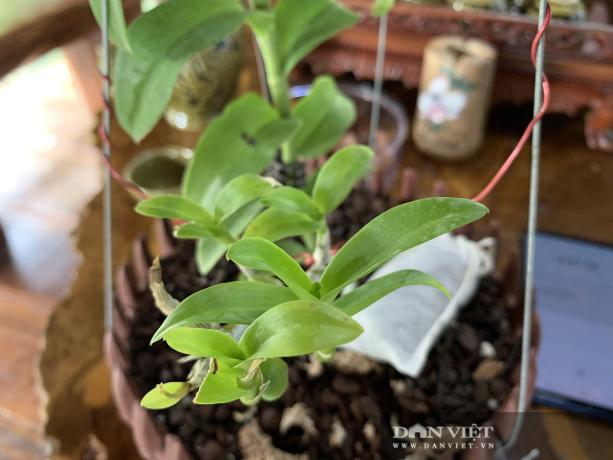 Vuon lan dot bien tri gia hon 60 ty o Can Tho-Hinh-5