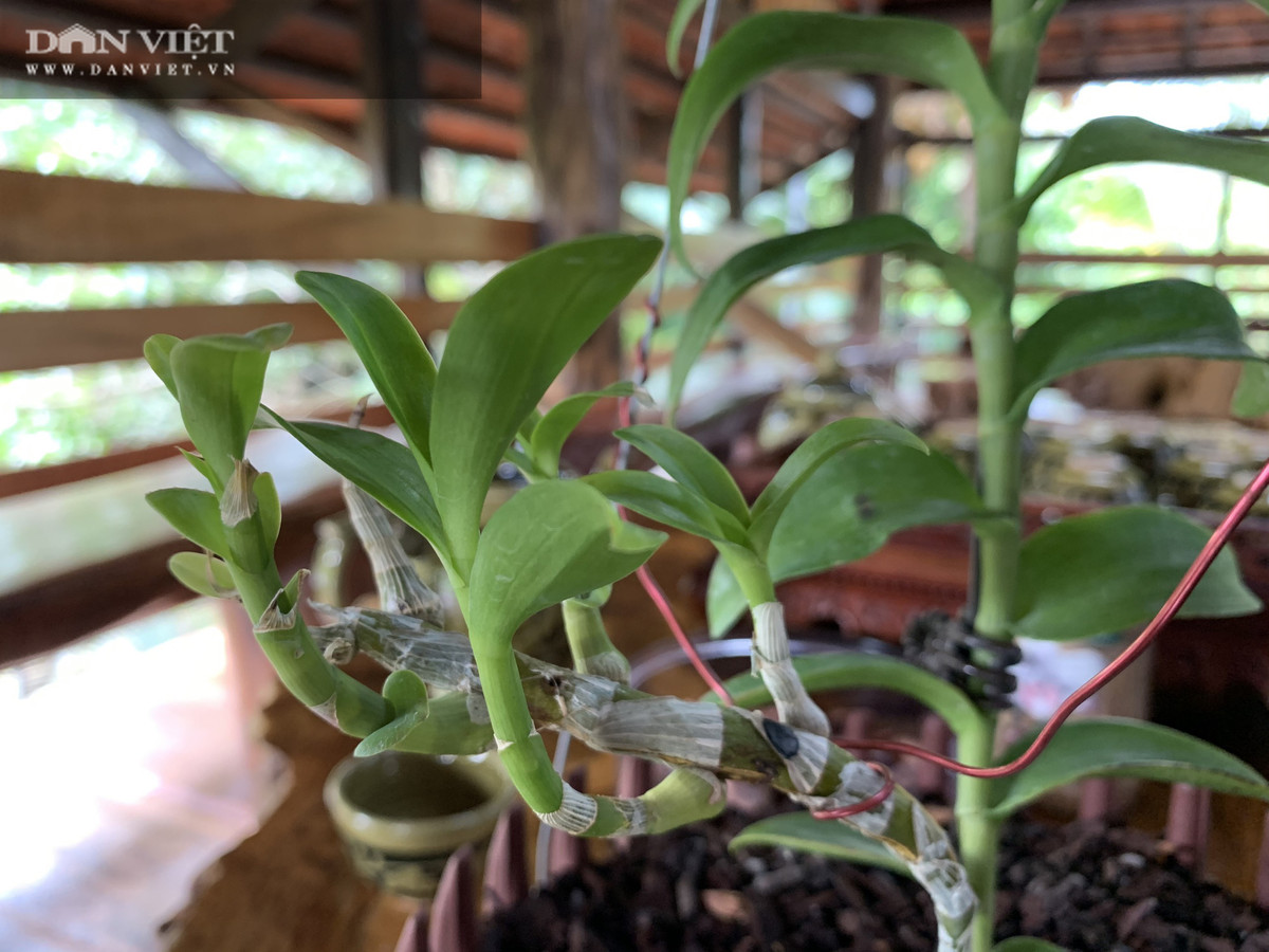 Vuon lan dot bien tri gia hon 60 ty o Can Tho-Hinh-6