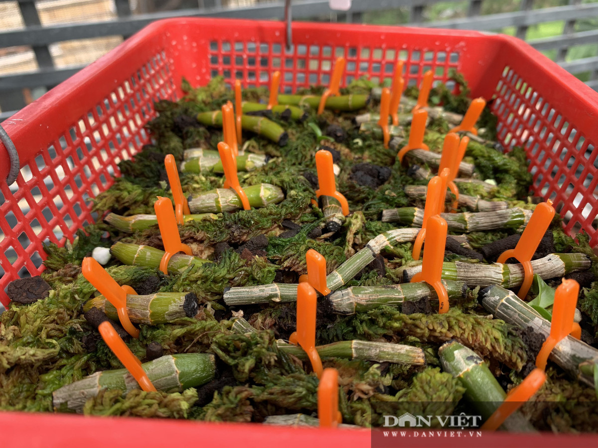 Vuon lan dot bien tri gia hon 60 ty o Can Tho-Hinh-8