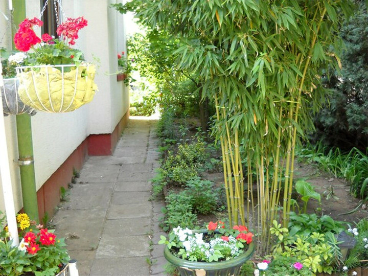 5 loai cay trong truoc nha giup gia chu may man, phat tai-Hinh-2