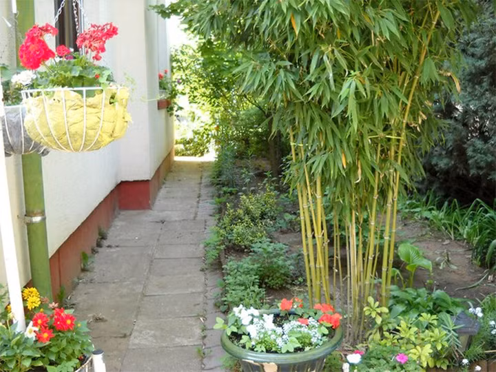 5 loai cay trong truoc nha giup gia chu may man, phat tai-Hinh-2