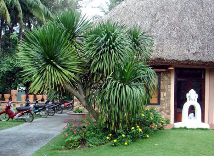 5 loai cay trong truoc nha giup gia chu may man, phat tai-Hinh-5