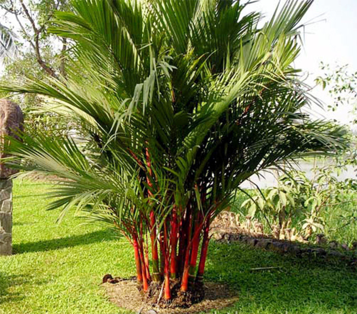 5 loai cay trong truoc nha giup gia chu may man, phat tai-Hinh-3