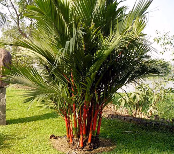 5 loai cay trong truoc nha giup gia chu may man, phat tai-Hinh-3