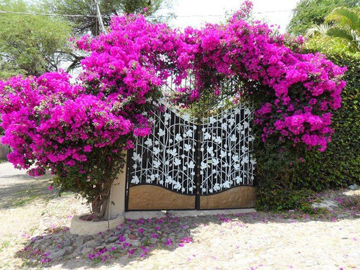 Trong hoa giay, hoa hong leo truoc nha cung can hieu phong thuy, tranh pham sai lam lam mat tai loc