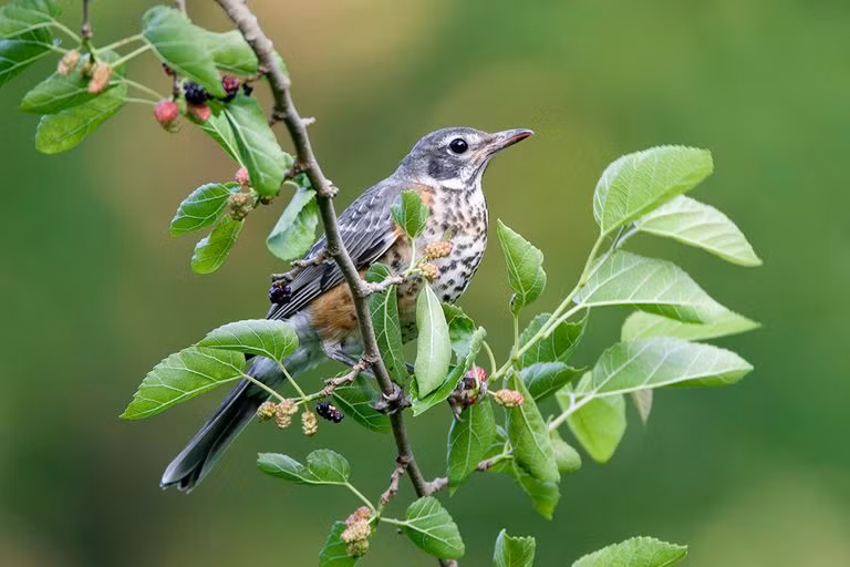 Những con giáp được đề cập ngày hôm nay luôn có tinh thần trách nhiệm với gia đình và có những bước tiến mạnh mẽ trong cuộc sống. Nhờ đó, họ sẽ dẫn dắt gia đình cùng nhau hướng tới cuộc sống tốt đẹp hơn. 