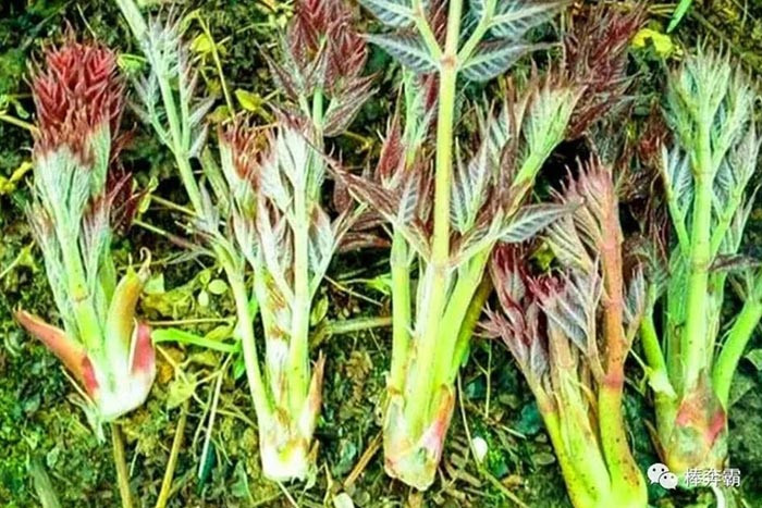 Lộc trời mọc từ thân đầy gai nhọn, giá cả chục triệu đồng 1 kg vẫn tấp nập người mua - Hình 4 Loc troi moc tu than day gai nhon, gia ca chuc trieu dong 1 kg van tap nap nguoi mua-Hinh-4