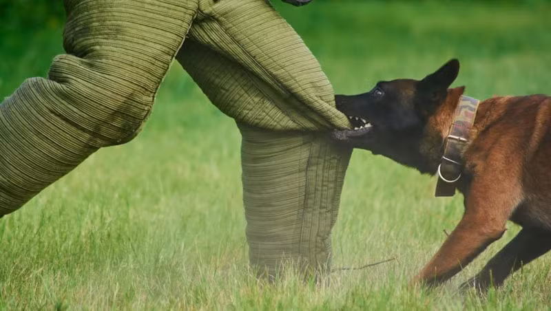 Vi sao nhieu nguoi hay bi cho can?