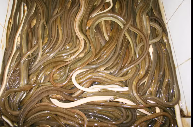 Gỏi nhệch. Để có được món ngon của vùng quê Thái Bình, đầu tiên nhệch phải được làm sạch nhớt bằng tro, lá nhái hoặc tắm chúng với nước vôi trong. Tiếp đó, mổ bụng bỏ ruột, bỏ đầu đuôi, chỉ lấy mỗi thân.