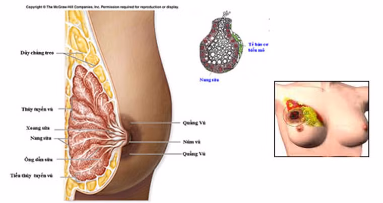 Tổ chức cho rằng cần phải tiến hành nghiên cứu chi tiết thêm để tìm hiểu con đường PFOA gây nên ung thư vú, ung thư tuyến tụy và ung thư tinh hoàn.
