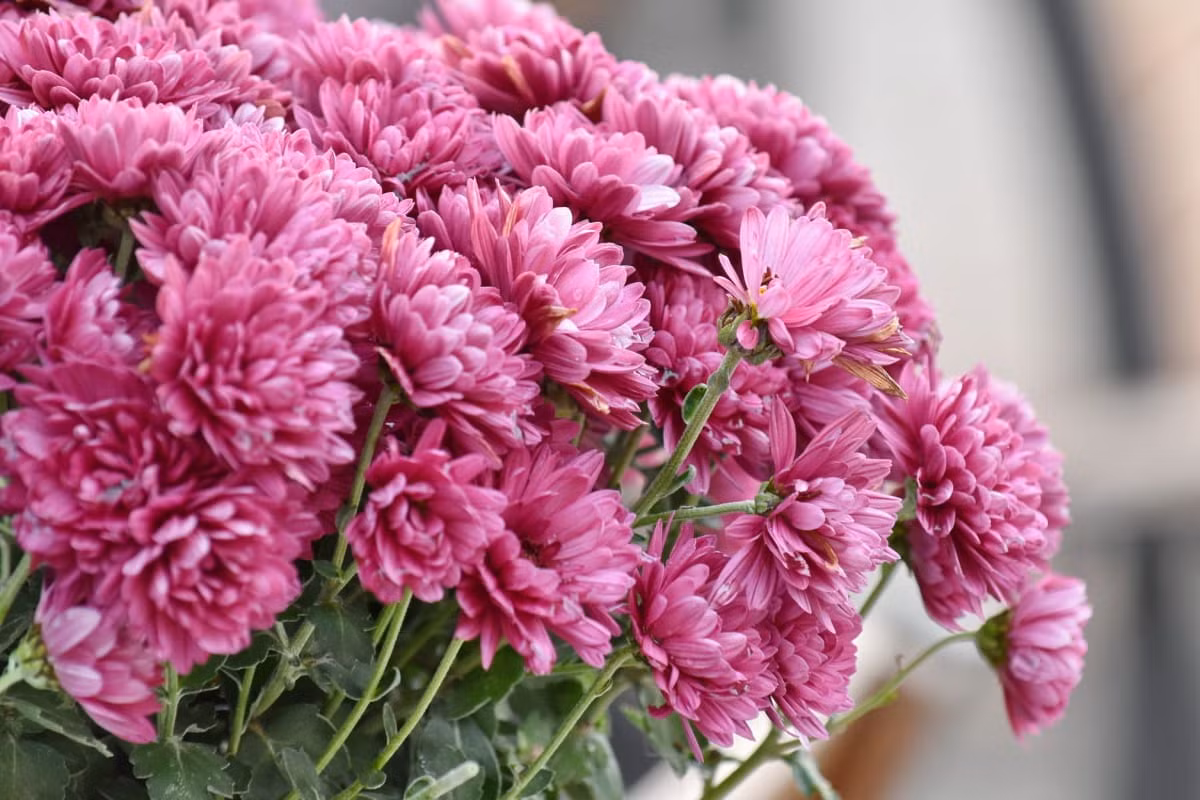 3 con giap duoc Than Tai uu ai, dau thang 7 loc roi ngay cua-Hinh-3