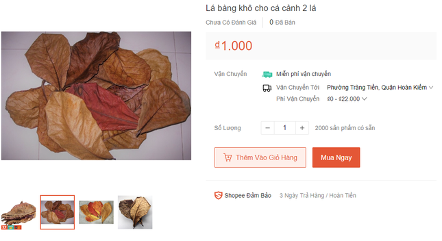 Ngỡ vứt đi thế nhưng khi được đưa lên sàn thương mại điện tử, người bán giờ chỉ việc ngồi "đếm lá tính tiền". Được biết, trong lá bàng có chứa chất violaxanthin, violeoxanthin, lutheinepoxid và luthein-izomer nên rất hữu ích trong việc nuôi cá cảnh. Các chất sẽ giúp làm giảm độ pH của nước, giúp cá không bị căng thẳng, chữa lành vết thương, kích thích sinh sản và tăng cường hệ miễn dịch.