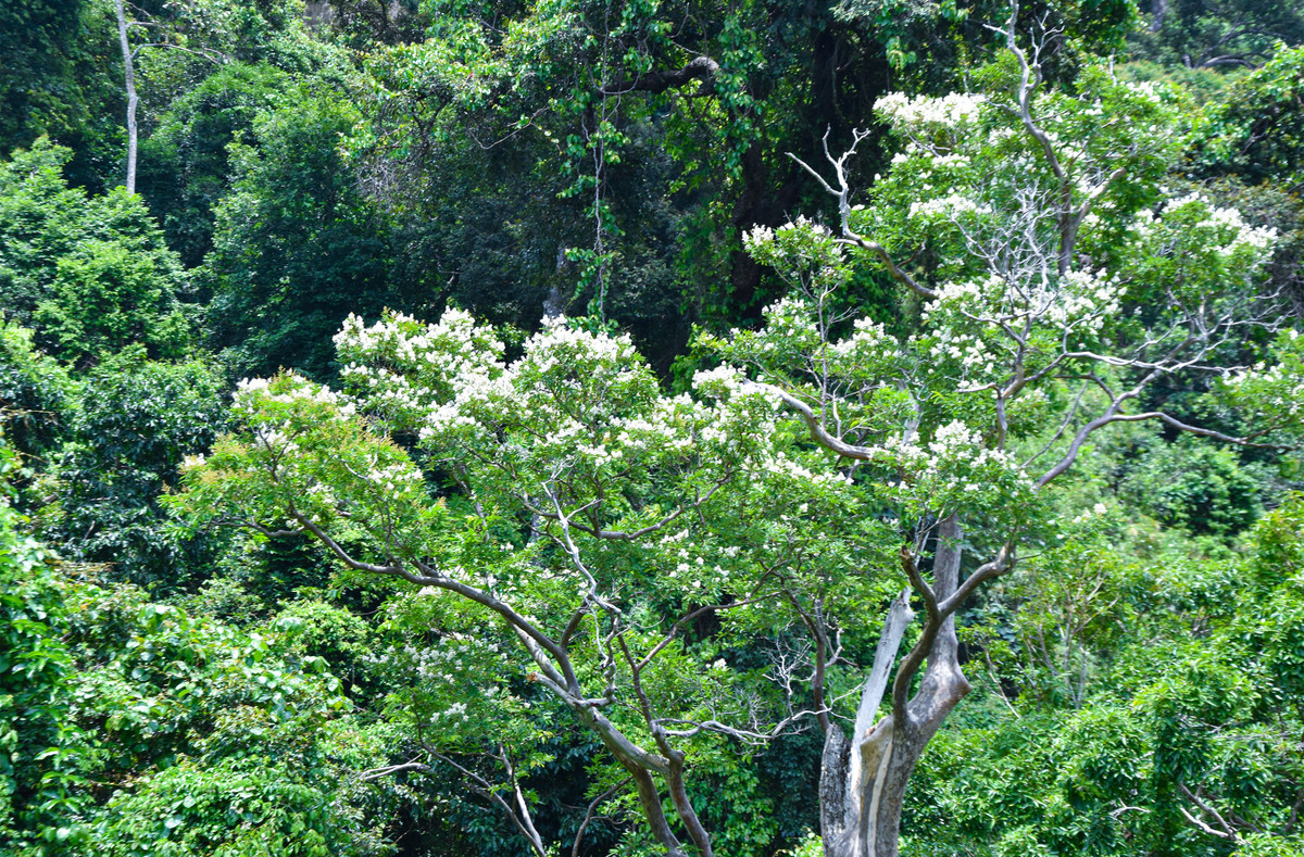 Tà Cú là rừng đầu nguồn cung cấp nguồn nước cho các con suối và giếng nước, là nguồn nước duy nhất cho sinh hoạt và các hoạt động canh tác thanh long và nông sản khác trong vùng đệm.