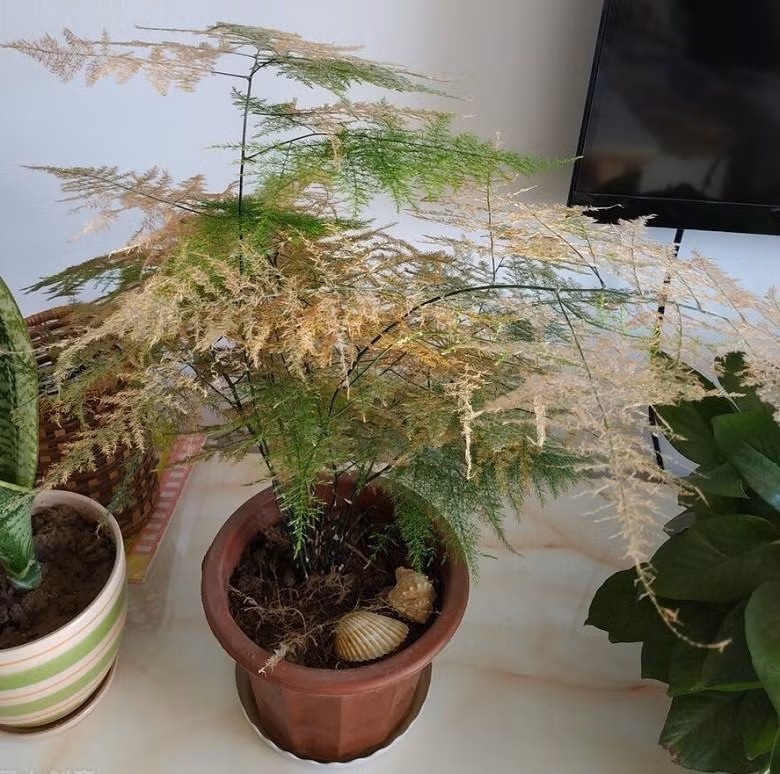 Không những vậy, đặt hoa và cây cảnh khô héo trước nhà còn ảnh hưởng tới tài vận của gia chủ, có thể gây phá tài. Vì vậy thấy cây cảnh của bạn bị khô héo, vàng úa, bạn nên nhanh chóng loại bỏ, không nên để trước nhà lâu.