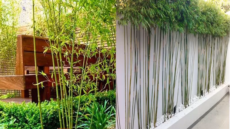 Trước nhà là mặt tiền của ngôi nhà, việc bố trí hoa và cây cảnh hợp lý sẽ khiến tổng thể ngôi nhà trông rực rỡ và đẹp đẽ hơn. Tuy nhiên trồng hoa trước hiên nhà cần chú ý, không nên trồng bừa bãi. Đặc biệt, 4 loại hoa, cây cảnh này tuyệt đối không nên trồng kẻo tiền mất tật mang, rước tai ương vào nhà. 