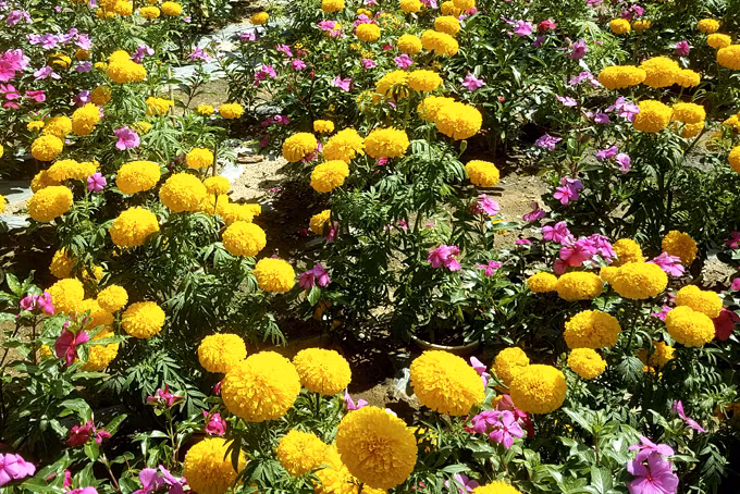 Nên bố trí một số loại hoa và cây cảnh có khả năng thanh lọc không khí mạnh ở lối vào như cây lan chi, thường xuân,… Ngay cả khi tủ giày có mùi đặc biệt, mùi này cũng có thể bị các loại hoa và cây cảnh này hấp thụ, giúp không khí ở lối vào trong lành hơn. 