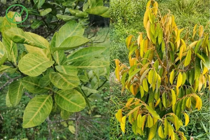 Cứ nghĩ mà xem, mỗi ngày về nhà, mở cửa ra là nhìn thấy một đống cành lá khô héo, bạn có thấy dễ chịu không? Nếu trước cửa hoa cỏ xanh tốt, nở rực rỡ thì cho dù bên ngoài bực dọc, tức tối hay mệt mỏi ra sao thì khi về đến nhà bạn cũng sẽ cảm thấy dễ chịu hơn.