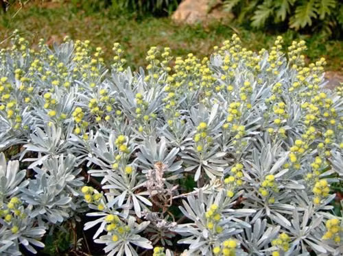 Nếu ở cửa ra vào lại có một chậu hoa có mùi đặc biệt, mùi ở cửa vào sẽ thực sự rất khó ngửi. Vì vậy không nên đặt hoa, cây cảnh có mùi hắc ở cửa ra vào, nếu không khi mở cửa ra sẽ có nhiều mùi lẫn lộn khiến bạn khó chịu.