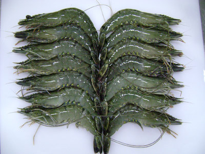 Tôm sú tươi.